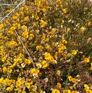 Dillwynia palustris at Jagungal Wilderness, NSW - 23 Dec 2024 10:20 AM