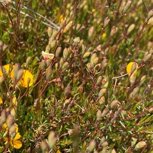 Dillwynia palustris at Jagungal Wilderness, NSW - 23 Dec 2024 10:20 AM