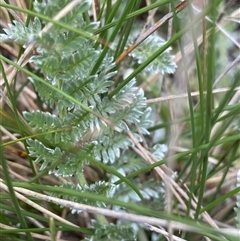 Oreomyrrhis argentea (Silver Carraway) at Jagungal Wilderness, NSW - 23 Dec 2024 by NedJohnston