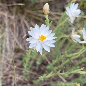 Rhodanthe anthemoides at Jagungal Wilderness, NSW - 23 Dec 2024 10:24 AM