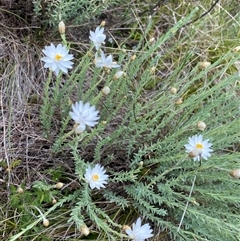 Rhodanthe anthemoides at Jagungal Wilderness, NSW - 23 Dec 2024 10:24 AM