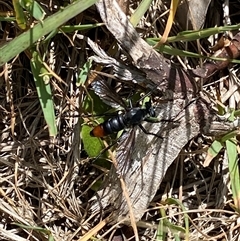 Unidentified Sawfly (Hymenoptera, Symphyta) at Jagumba, NSW - 23 Dec 2024 by NedJohnston