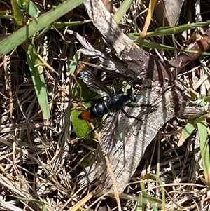 Apothechyla sp. (genus) at Jagumba, NSW - 23 Dec 2024 11:34 AM