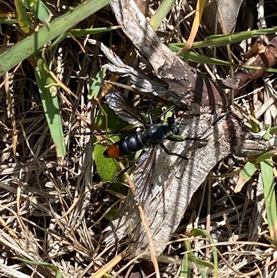 Unidentified Sawfly (Hymenoptera, Symphyta) at Jagumba, NSW - 23 Dec 2024 by NedJohnston