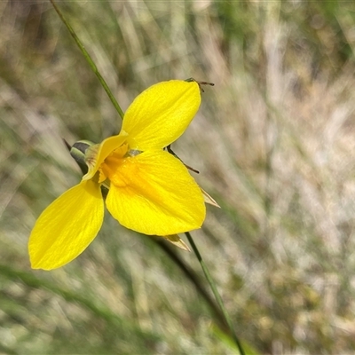 Diuris monticola (Highland Golden Moths) at Jagungal Wilderness, NSW - 23 Dec 2024 by NedJohnston