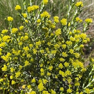 Ozothamnus cupressoides (Kerosine Bush) at Jagungal Wilderness, NSW by NedJohnston