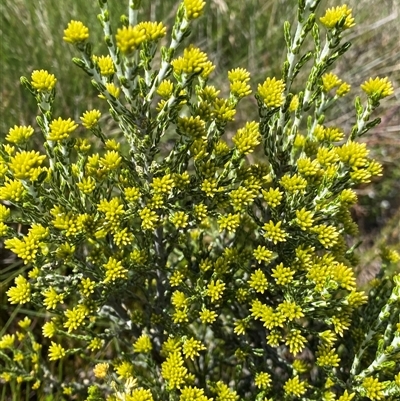 Ozothamnus cupressoides (Kerosine Bush) at Jagungal Wilderness, NSW - 23 Dec 2024 by NedJohnston