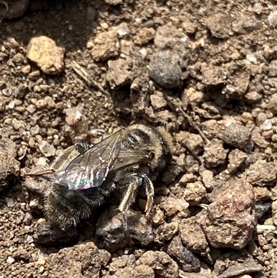Leioproctus sp. (genus) (Plaster bee) at Jagungal Wilderness, NSW - 23 Dec 2024 by NedJohnston