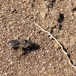 Leioproctus sp. (genus) at Jagungal Wilderness, NSW - 23 Dec 2024 11:14 AM