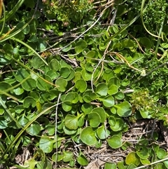 Viola fuscoviolacea at Jagungal Wilderness, NSW - 22 Dec 2024 by NedJohnston