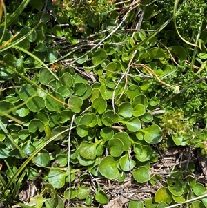 Viola fuscoviolacea at Jagungal Wilderness, NSW - 23 Dec 2024 10:45 AM