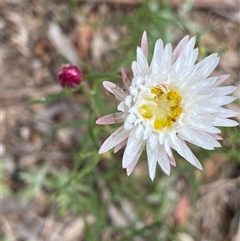 Leucochrysum albicans subsp. tricolor at Welaregang, NSW - 23 Dec 2024 by NedJohnston