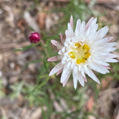 Leucochrysum albicans subsp. tricolor at Welaregang, NSW - 23 Dec 2024 by NedJohnston