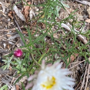 Coronidium waddelliae at Welaregang, NSW - 23 Dec 2024 11:46 AM