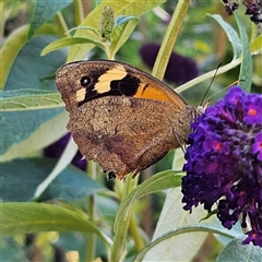 Heteronympha merope (Common Brown Butterfly) at Braidwood, NSW - 26 Dec 2024 by MatthewFrawley