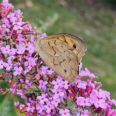 Heteronympha merope at Braidwood, NSW - 26 Dec 2024