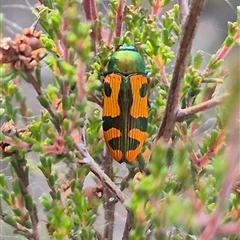 Castiarina scalaris (Scalaris jewel beetle) at Bungendore, NSW - 26 Dec 2024 by clarehoneydove