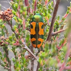 Castiarina scalaris (Scalaris jewel beetle) at Bungendore, NSW by clarehoneydove