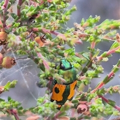 Castiarina scalaris at Bungendore, NSW - suppressed