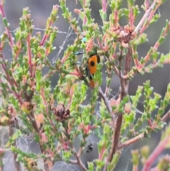 Castiarina scalaris at Bungendore, NSW - suppressed