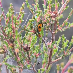 Castiarina scalaris at Bungendore, NSW - suppressed