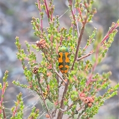 Castiarina scalaris at Bungendore, NSW - suppressed