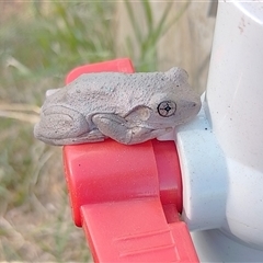 Litoria peronii (Peron's Tree Frog, Emerald Spotted Tree Frog) at Symonston, ACT - 24 Dec 2024 by CallumBraeRuralProperty