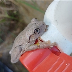 Litoria peronii at Symonston, ACT - 24 Dec 2024