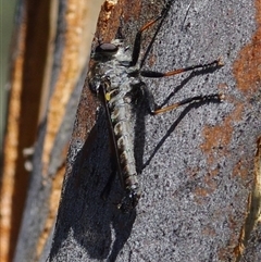 Cerdistus sp. (genus) (Slender Robber Fly) at Hall, ACT - 24 Dec 2024 by betchern0t