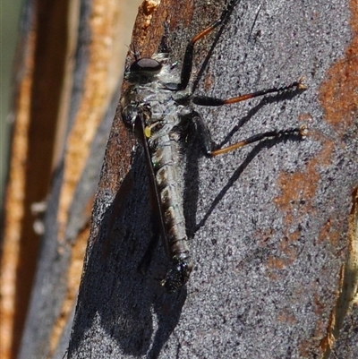 Asilidae (family) at Hall, ACT - 23 Dec 2024 by betchern0t