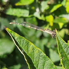 Austrolestes leda (Wandering Ringtail) at Braidwood, NSW - 27 Dec 2024 by MatthewFrawley