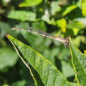 Austrolestes leda at Braidwood, NSW - 27 Dec 2024 09:41 AM