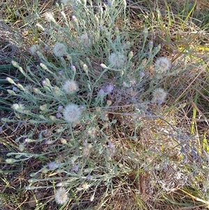 Vittadinia gracilis (New Holland Daisy) at Symonston, ACT by CallumBraeRuralProperty