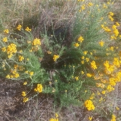 Chrysocephalum semipapposum (Clustered Everlasting) at Symonston, ACT - 26 Dec 2024 by CallumBraeRuralProperty