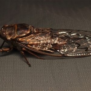 Henicopsaltria eydouxii at Rosedale, NSW - 27 Dec 2024