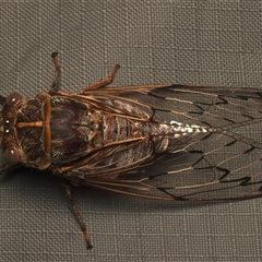 Henicopsaltria eydouxii at Rosedale, NSW - 27 Dec 2024