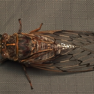 Henicopsaltria eydouxii at Rosedale, NSW - 27 Dec 2024