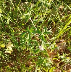 Unidentified Other Wildflower or Herb at Symonston, ACT - 24 Dec 2024 by CallumBraeRuralProperty