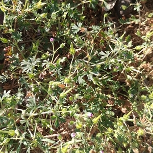 Geranium solanderi at Symonston, ACT - 25 Dec 2024 07:25 AM