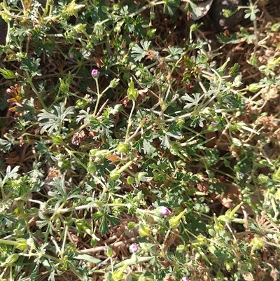 Unidentified Other Wildflower or Herb at Symonston, ACT - 24 Dec 2024 by CallumBraeRuralProperty