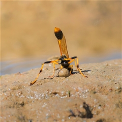 Sceliphron laetum (Common mud dauber wasp) at Yarralumla, ACT - 24 Dec 2024 by Gallpix