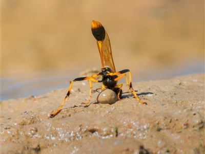 Sceliphron laetum (Common mud dauber wasp) at Yarralumla, ACT - 24 Dec 2024 by Gallpix