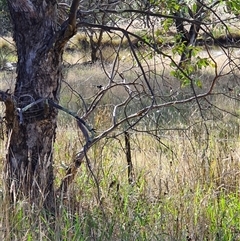 Malurus cyaneus at Bowning, NSW - 26 Dec 2024 by Maren