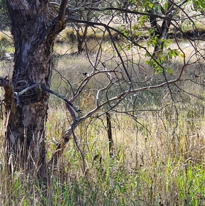 Malurus cyaneus at Bowning, NSW - 26 Dec 2024 by Maren