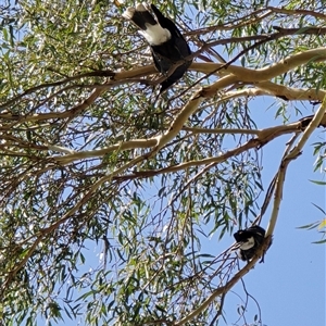 Corcorax melanorhamphos at Melba, ACT by kasiaaus