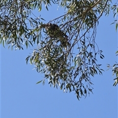 Strepera graculina at Melba, ACT - 27 Dec 2024