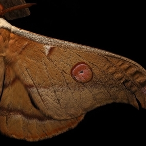 Opodiphthera eucalypti (Emperor Gum Moth) at Rosedale, NSW by jb2602