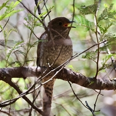 Cacomantis flabelliformis (Fan-tailed Cuckoo) at Mongarlowe, NSW - 8 Dec 2024 by LisaH