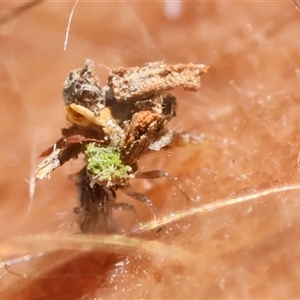 Chrysopidae (family) at Mongarlowe, NSW - suppressed