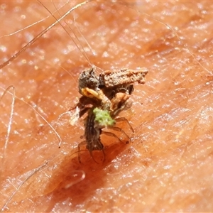 Chrysopidae (family) at Mongarlowe, NSW - suppressed